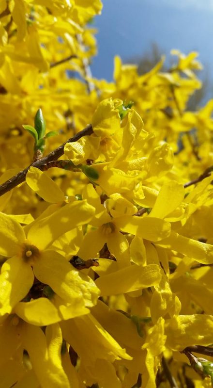Golden Forsythia