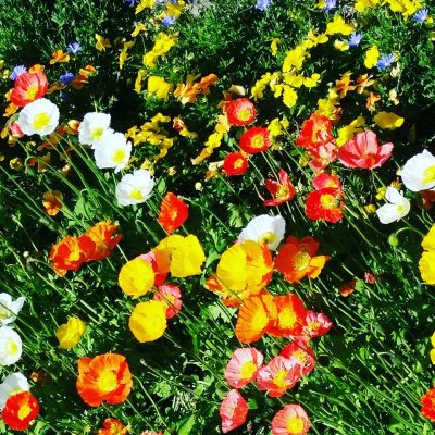 Italy Fresh Flowers