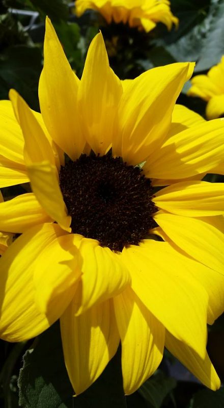 Sunflowers