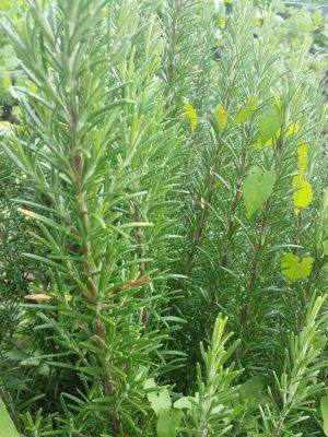 Rosemary