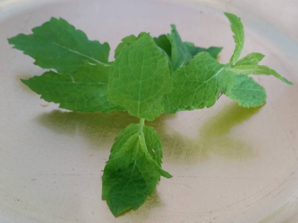 Mint