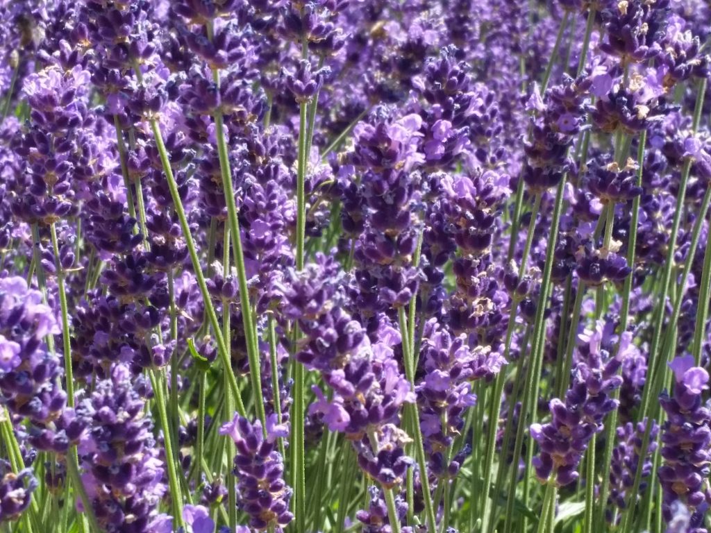 Lavender Angustifolia