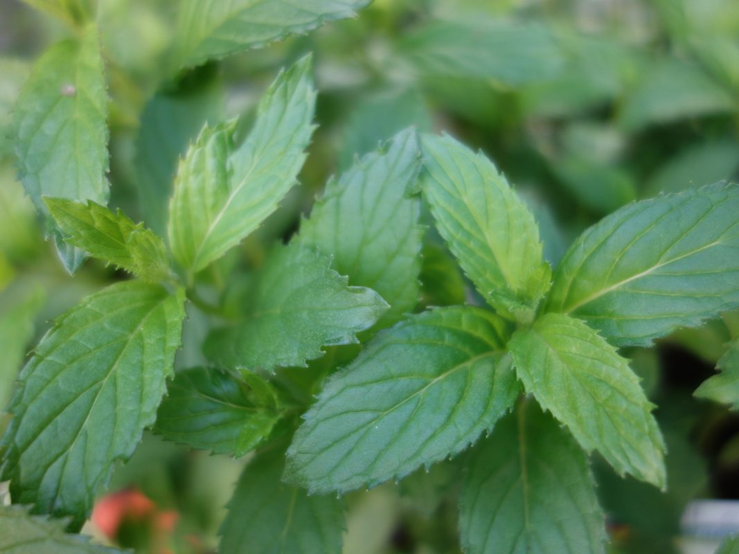 Peppermint Leaves