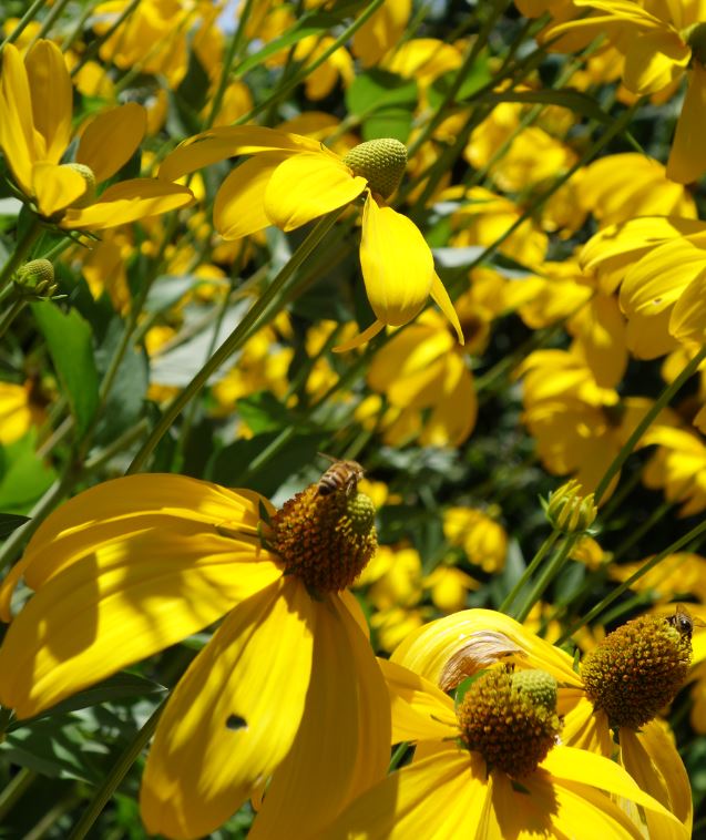 Swiss Bees