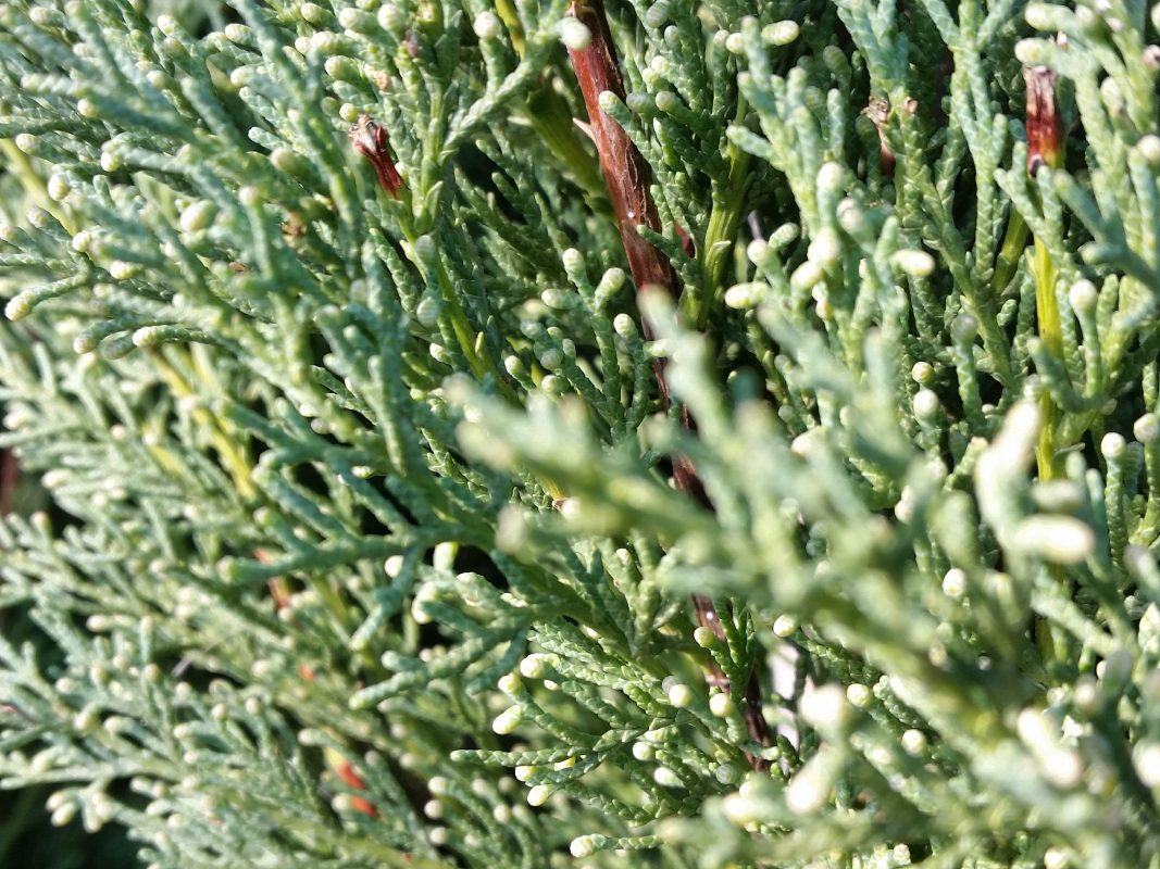 Cypress