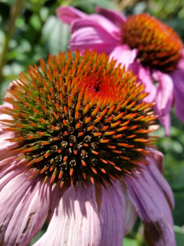 Echinacea