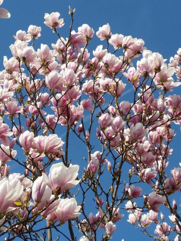 Magnolias