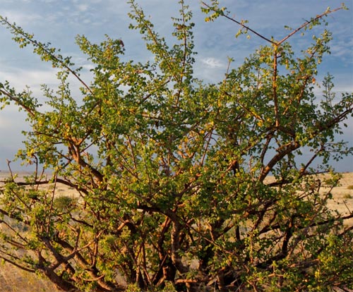 myrrh tree