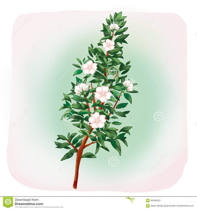 myrtle-flowers-myrtus-tree-white-light