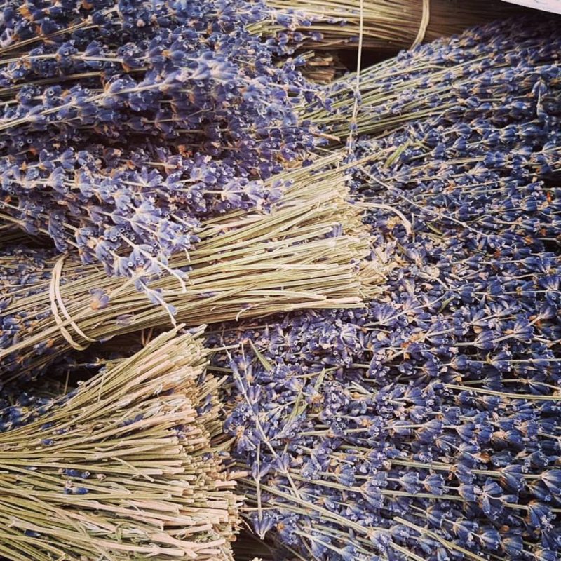 Lavender Ticino