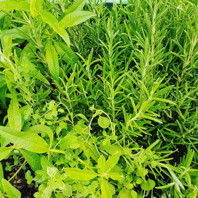 Mixed Herbs to Eat & As Essential Oils