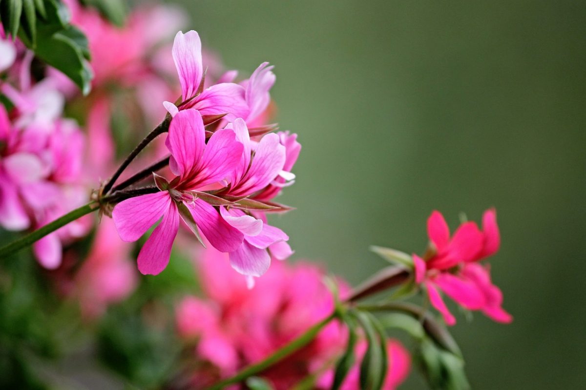Geranium