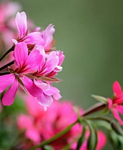 Geranium