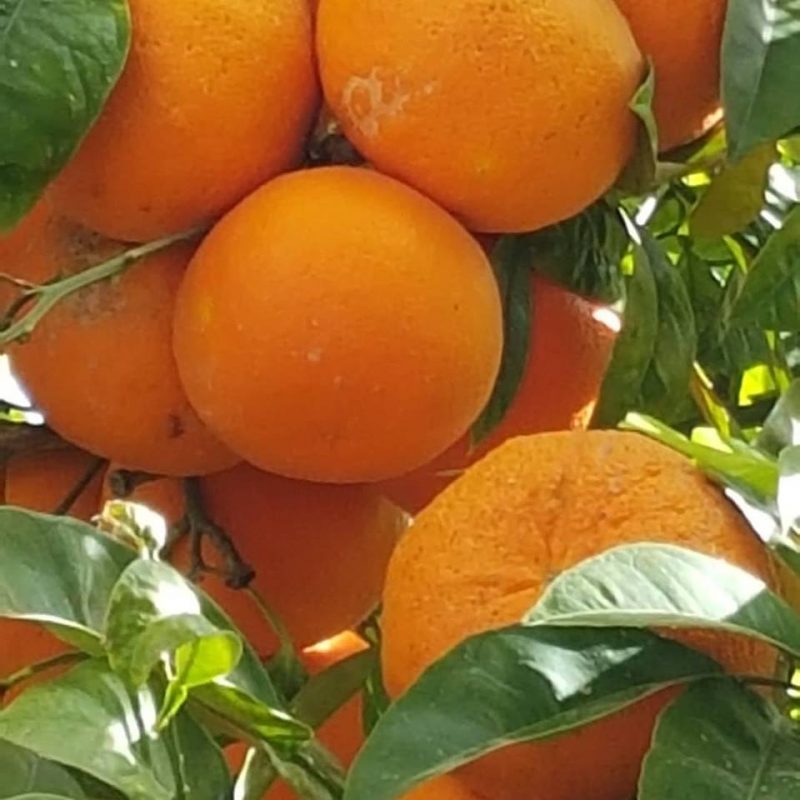 Oranges of Sorrento Italy