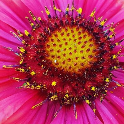 Pink Flowers