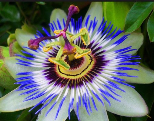 passion flower