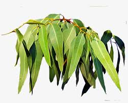 Eucalyptus Gum Leaves
