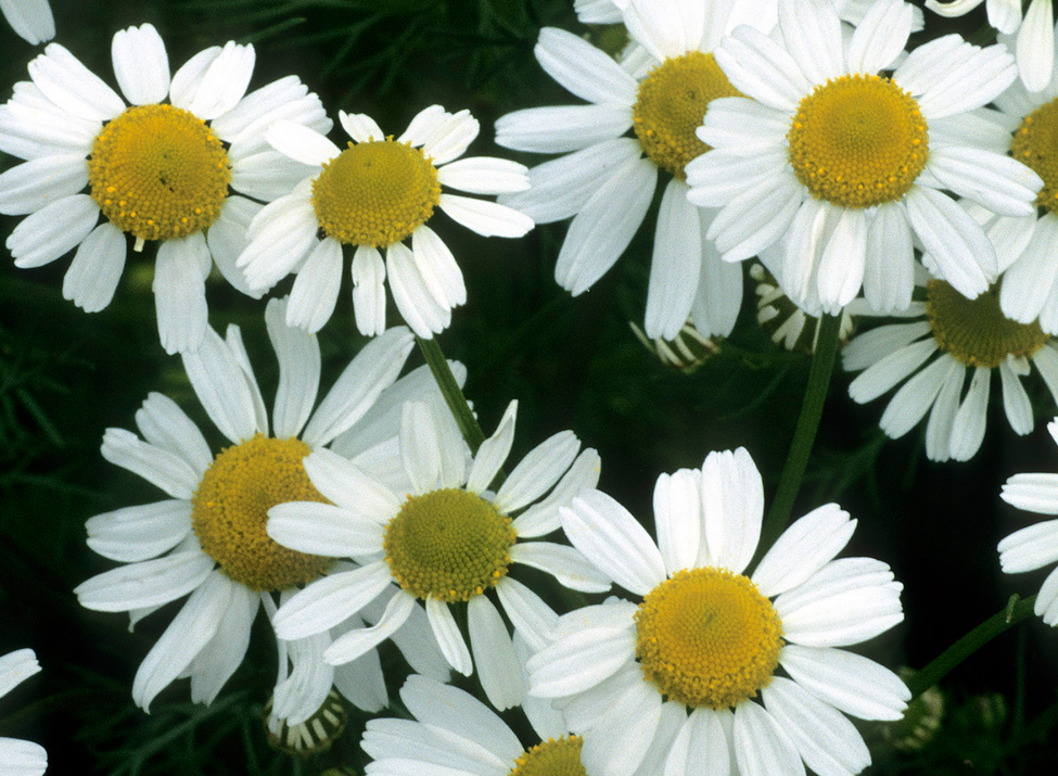 Chamomile flowers