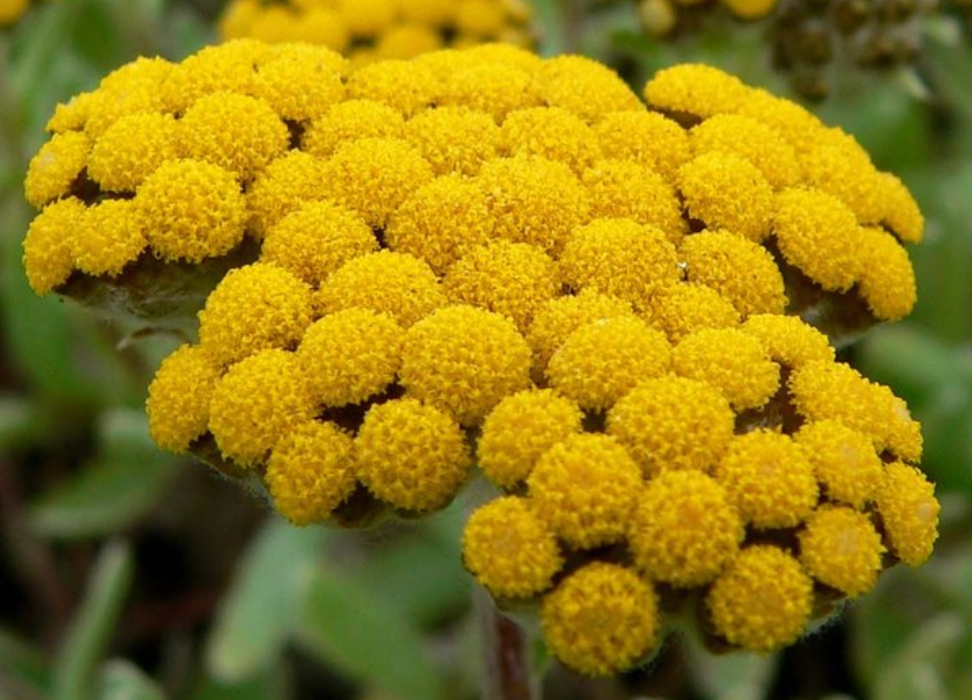 Helichrysum flowers