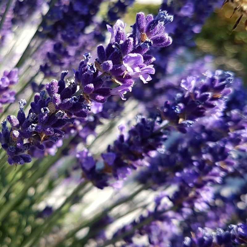 Lavender Spike