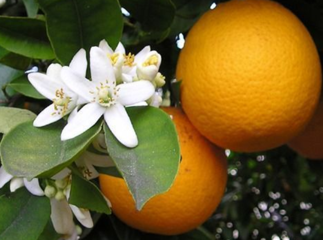 Neroli Orange Blossom