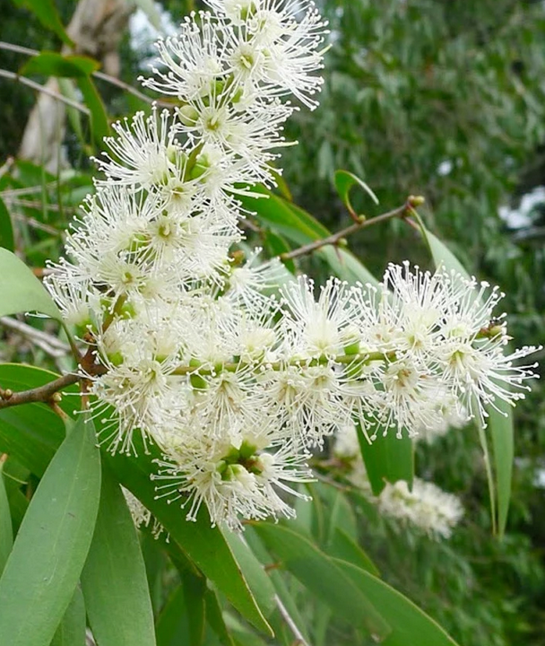 Niaouli