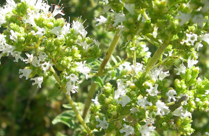 Oregano Crete