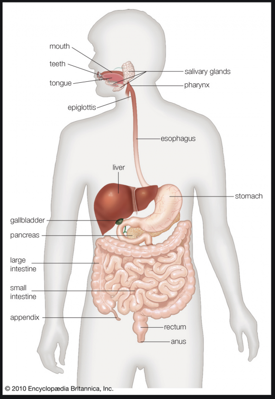 Digestive Tract