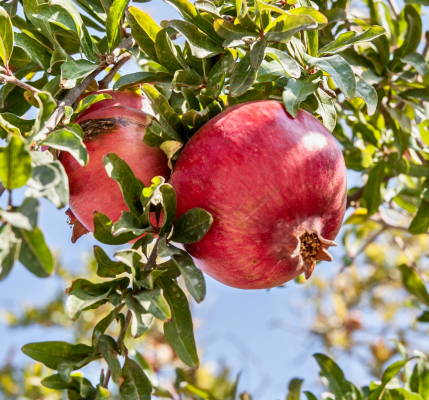 Pomegranate Lavi Perchik Unsplash