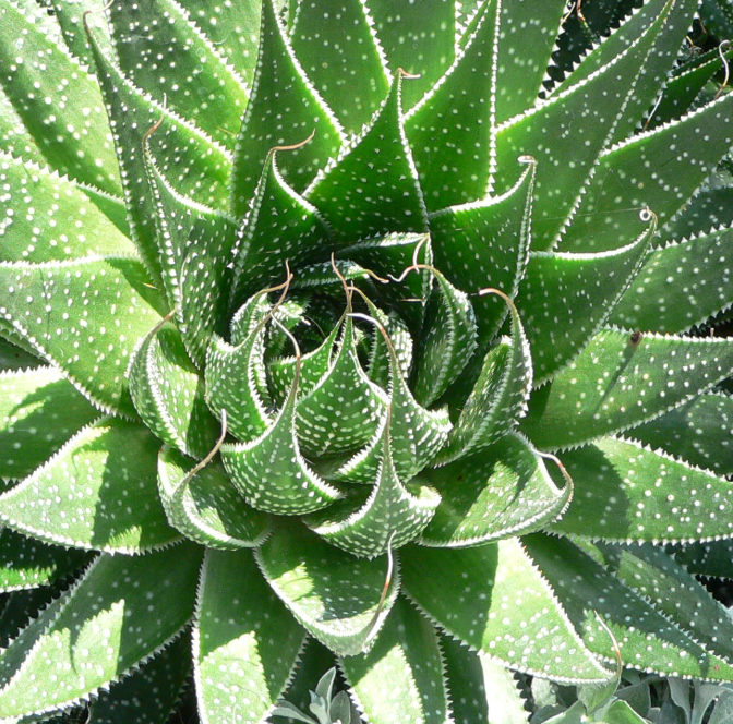 Aloe Vera