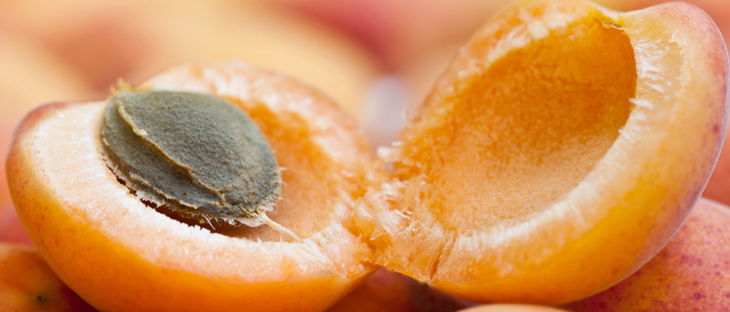 Apricot Kernel