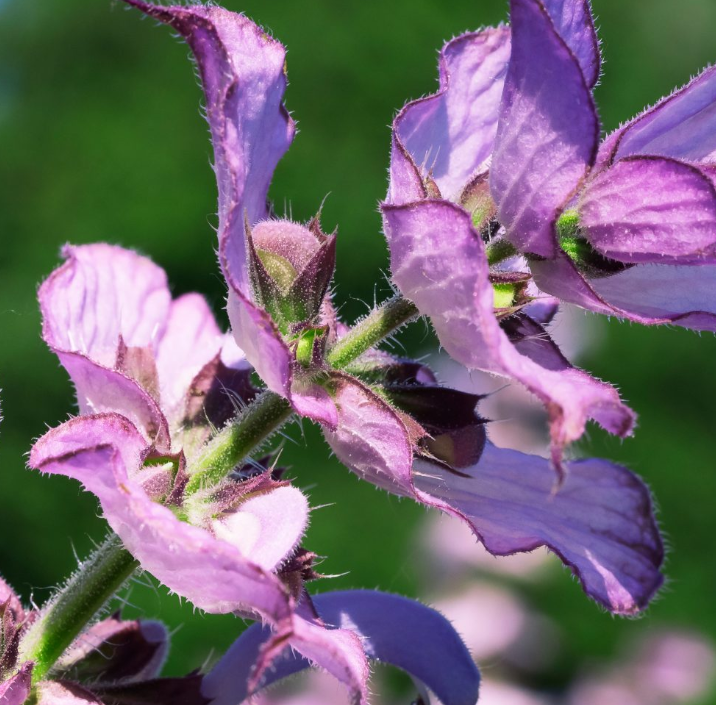 Clary Sage