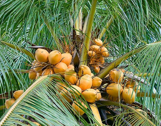 Coconut
