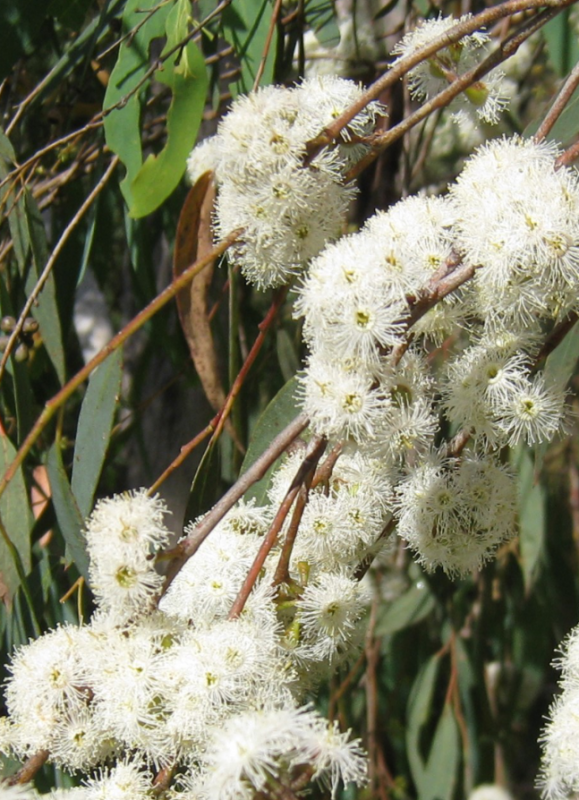 Eucalyptus