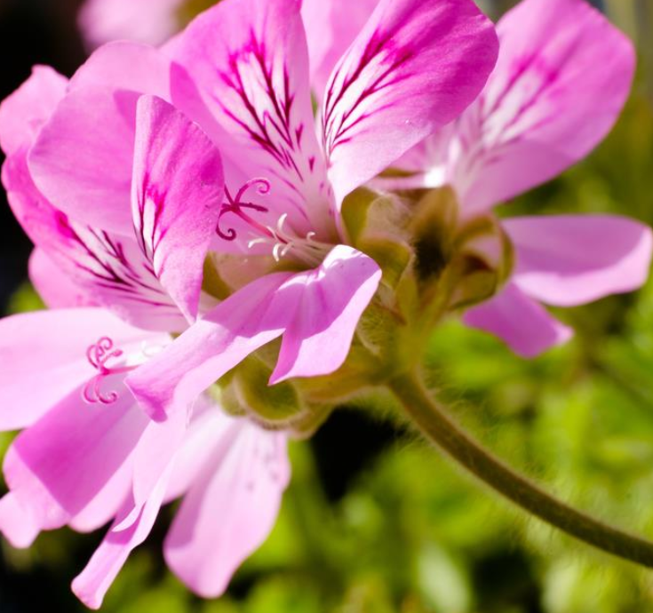 Geranium Egypt