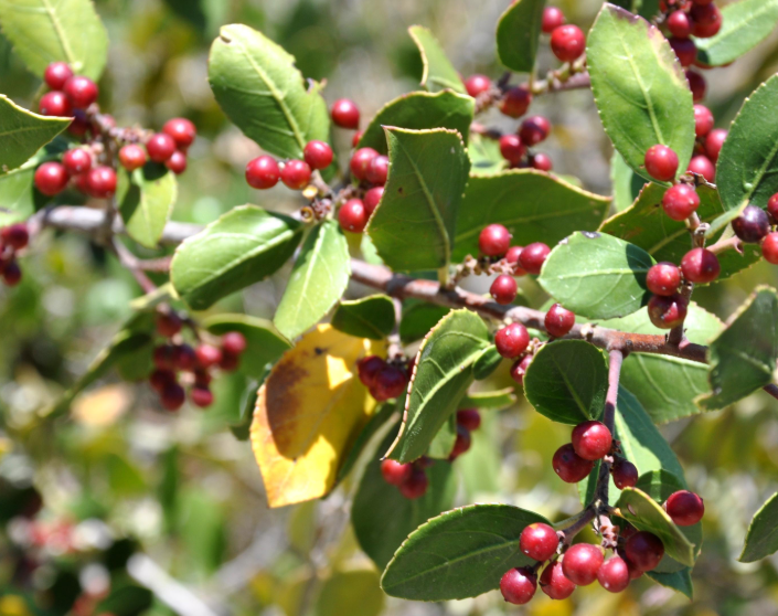 Jojoba