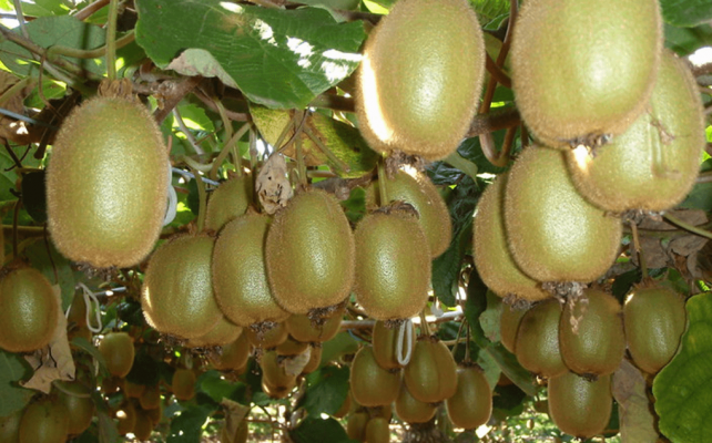 Kiwifruit growing on trees