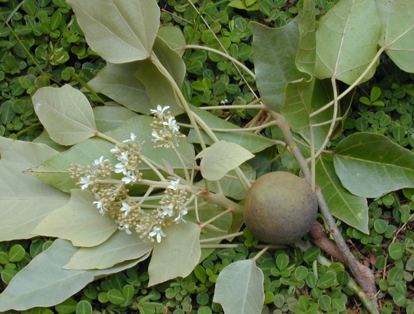 Kukui Nut