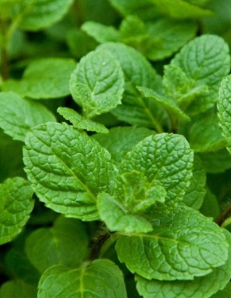 Mint