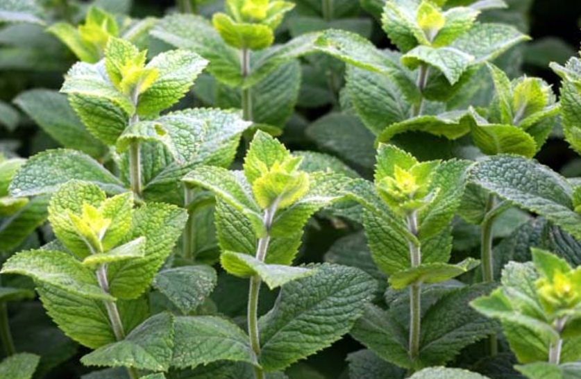 Peppermint