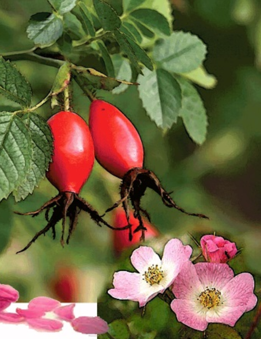 Rosehip Seed