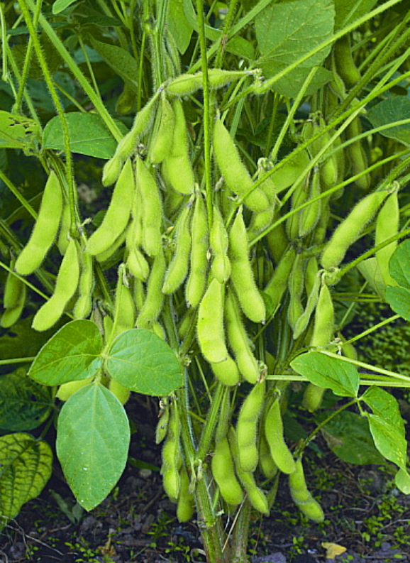 Soyabean