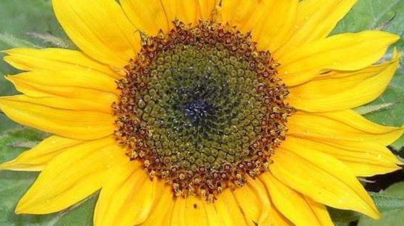 Sunflower Seed