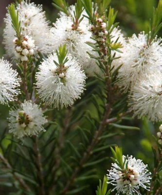 Tea Tree