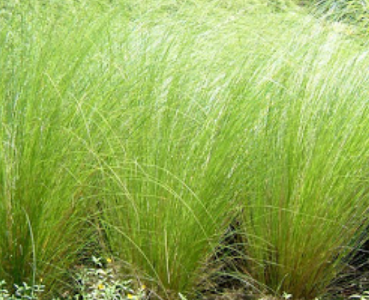 Vetiver