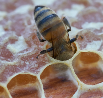 Unsplash Wolfgang Hasselmann Beehive Dec2020