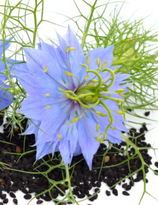 Black Seed Oil