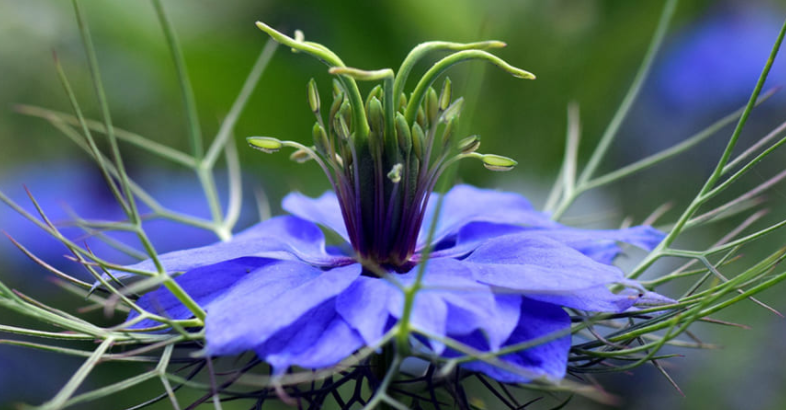Black Seed Oil