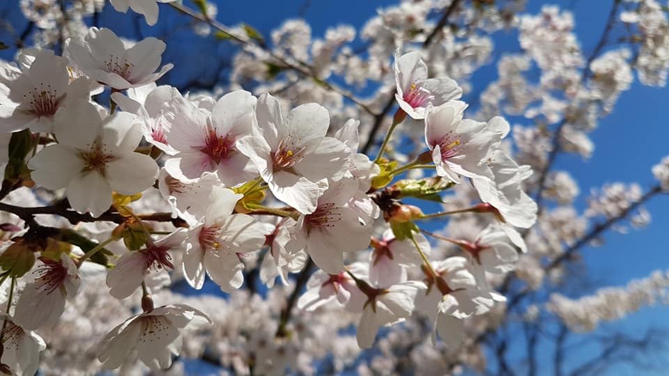 Celebrate Spring2021