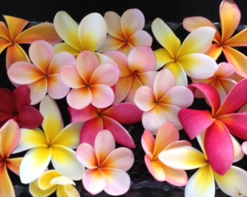 Colours of Frangipani